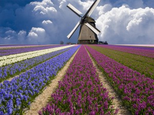 Windmill and Flower Field in Holland